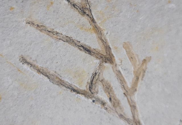 Brachyphyllum cf. nepos SAPORTA - Bild © FossNet FossilienStore